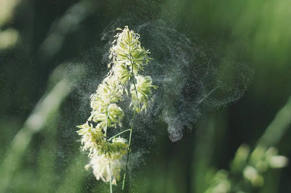 Symbolbild: blühende Gräser und Pollen in der Luft